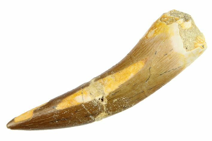 Bargain, Fossil Plesiosaur (Zarafasaura) Tooth - Morocco #297891